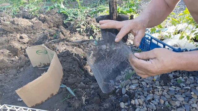 Защита саженцев от медведки/ Простой способ/ भालू से सुरक्षा/ protection from the bear смотреть онлайн