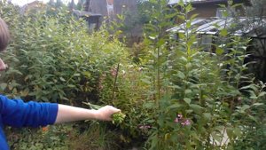 Моя любимая дача. Обзор участка в сентябре