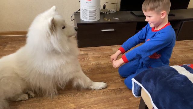Дрессировка Самоеда - ребенок дрессирует Самоеда угадывать в какой руке корм 😄😂