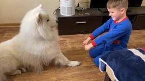Дрессировка Самоеда - ребенок дрессирует Самоеда угадывать в какой руке корм 😄😂