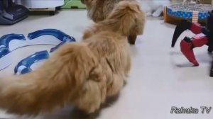 ЛУЧШИЕ ПРИКОЛЫ С ЖИВОТНЫМИ подборка смех до слез 2017 Funny Cats #46