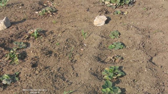 КАК ПЕРЕЗИМОВАЛА КЛУБНИКА . КАКОЙ СОРТ ЛУЧШЕ ПЕРЕНОСИТ ЗИМОВКУ смотреть онлайн