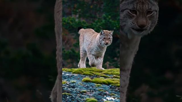 Колыбельная для Малышей - Спокойная Музыка для Сна