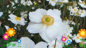 Анемона гибридная Хонорайн Джоберт. Краткий обзор, описание anemone hybrida Honorine Jobert