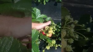 Сладкий сорт Сюзетта