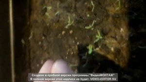 Сажаю рассаду Амаранта. #Суперштэйн садовод.