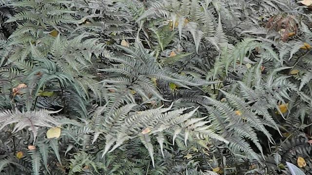 Athyrium niponicum Pictum