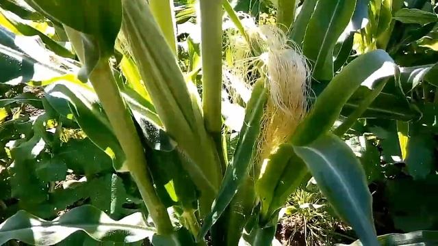 Созревает кукуруза Лакомка на Урале в открытом грунте смотреть онлайн