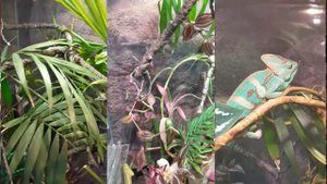 Супер террариум для хамелеона! Super terrarium for Chameleon! Хамелеон 7 месяцев