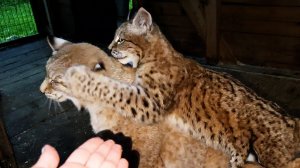 КОТЕНОК ПОЧТИ ПЕРЕРОС РЫСЕЙ / Алиса приютила нового питомца / Портал в енотий мир