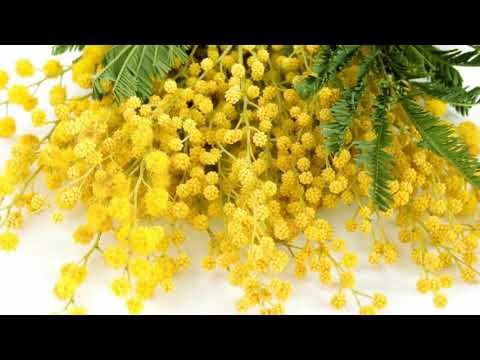 Цветение МИМОЗЫ словно яркий луч весеннего Солнца