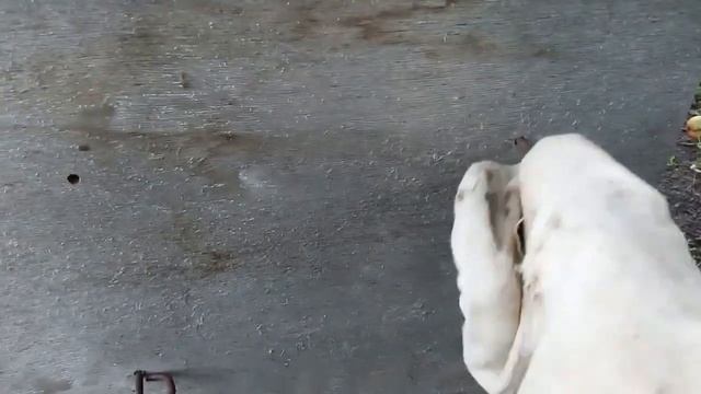 Живем на даче/ Коптим лещей/Куры "жгут"/ смотреть онлайн