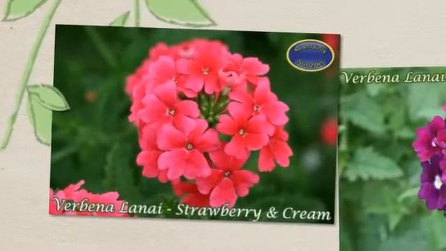 Verbena Lanai Basket & Patio Plants смотреть онлайн