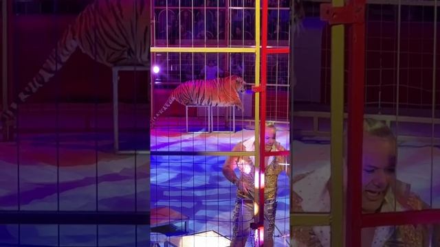 Это точно тигр? ?   Подписывайтесь на каналставьте лайки поднимаем настроение