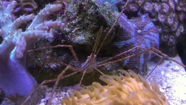 Краб паук смотреть онлайн