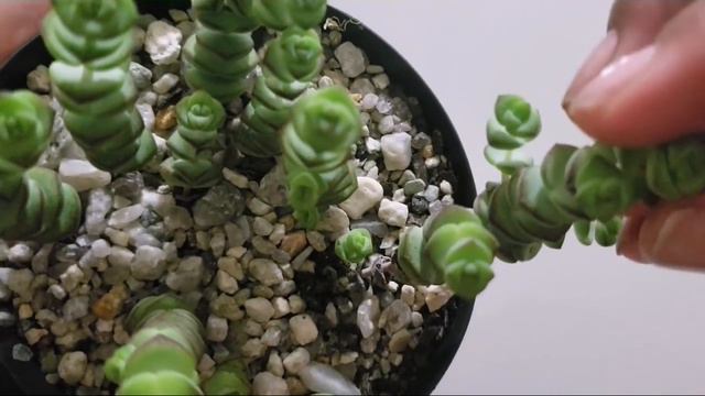 Crassula Rupestris ou Crassula Roxa смотреть онлайн