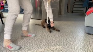 Малинуа NikitA, 2 месяца и 5 дней. Дрессировка щенка