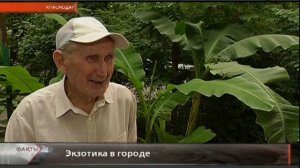 В Краснодаре зацвело банановое дерево