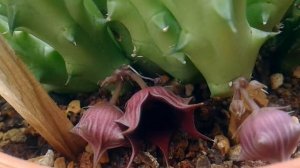 Huernia schneideriana