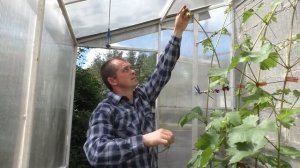 Виноград. Начало цветения . Как помочь опылится плохоопыляемому сорту .