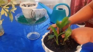 Объединяю растения в одно кашпо. Спатифиллум  и другие растения.