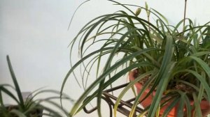 Phragmipedium pearcei