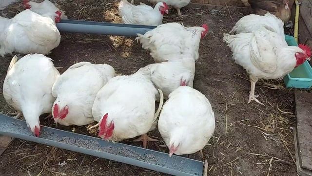 Бройлеры. Вид / Вес в 2,5 месяца / Расход зерносмеси при выращивании на мешанке /