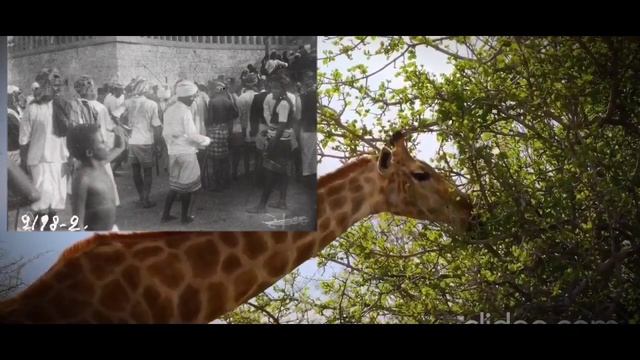 Малая антология бардовской песни. " Без билета". Жираф .Николай Гумилёв смотреть онлайн