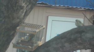 ЛОВЛЯ ЧИЖЕЙ