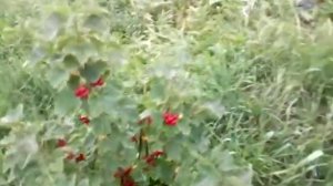 Смородина ровада