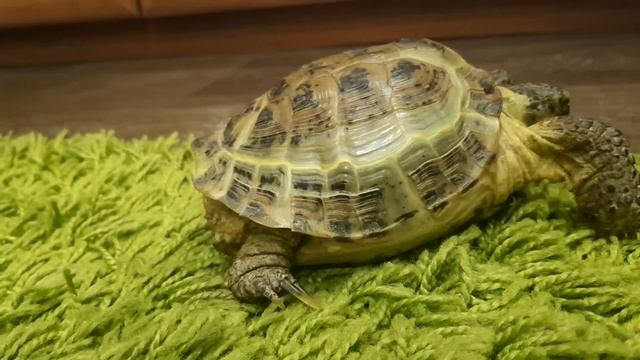 МОЯ  СРЕДНЕАЗИАТСКАЯ ЧЕРЕПАХА