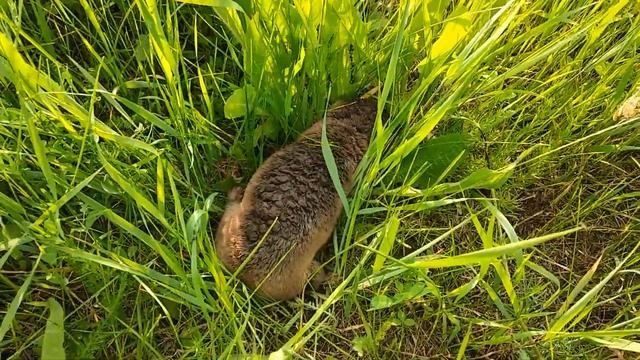 Слепыш оказался забавный и спокойный зверек. Уже второго поймали и переселили