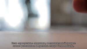 Цистит у кошек: симптомы