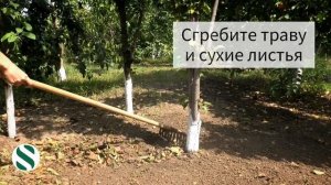 Уход за деревьями сливы после сбора урожая.