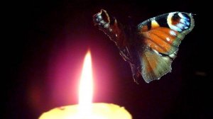 "ЛЮБОВЬ ВОЛШЕБНАЯ СТРАНА". Музыка: А. Петрова. Стихи: Э. Рязанова. Исполняет — Елена Артёменко