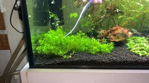 4к! Чайный пакетик в аквариуме! Стрижка растений! 260л! Трава растет! #СИДИМДОМА! Нитчатка беда!!!