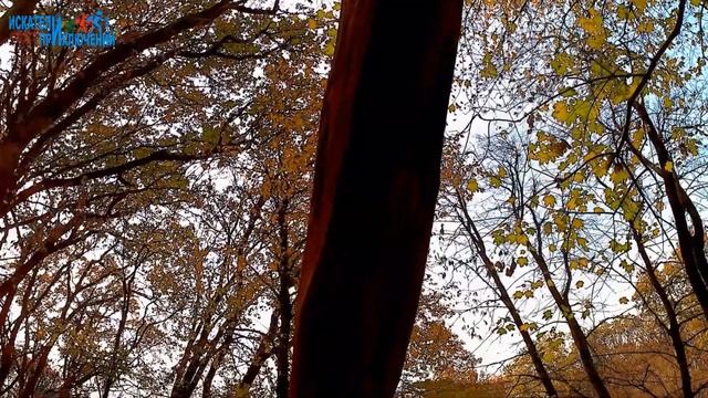 50 оттенков желтого или я рисую осень смотреть онлайн