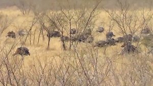 Природа США. Дикие индейки.Зима в Техасе. Wild Turkey, Winter, Corpus Christi, Texas