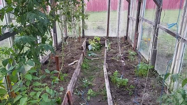 Дачные будни/ освобождаем грядки и теплицу/ середина сентября смотреть онлайн