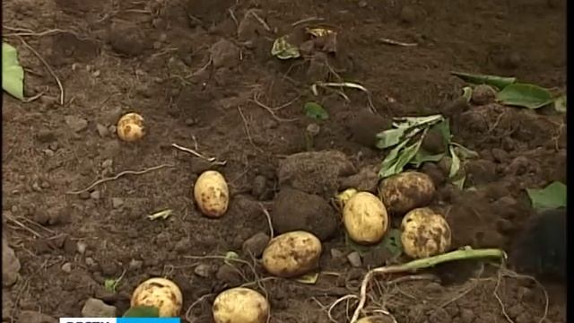 Сбор урожая ранней картошки смотреть онлайн