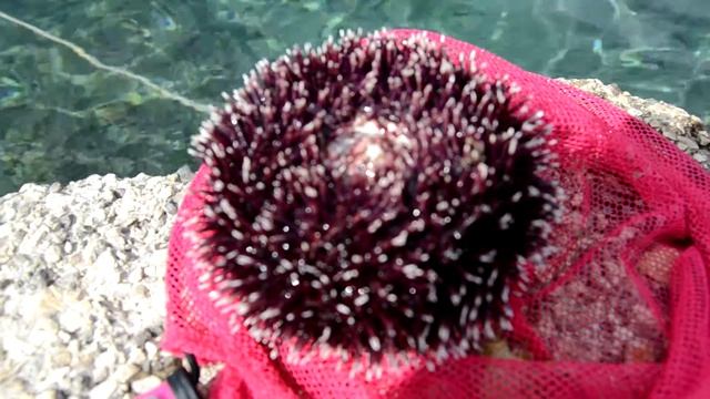 Морские обитатели в хорватии,морской еж.Otok Krk . Island Krk смотреть онлайн