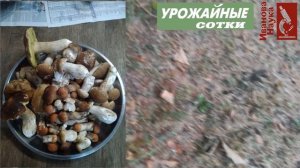 Как же правильно собирать ГРИБЫ: срезать или выкручивать? Все ответы в одном видео!