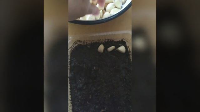 зеленый чеснок на подоконнике.очень просто!!! смотреть онлайн