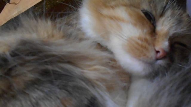 Лапка ПРОЦВЕТАНИЯ:) Кошка Подушка и манэки-нэко. смотреть онлайн