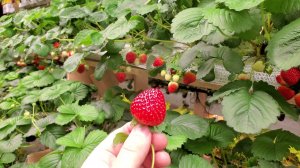 Топовый ремонтантный сорт! Паутинный клещ поселился на клубнике