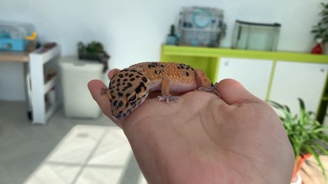 Почему, тебе точно нужен эублефар?!-ПЛЮСЫ ЭУБЛЕФАРА💗￼
