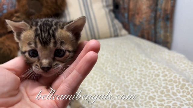 Stacey- girl lavender collar смотреть онлайн