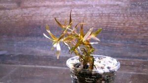 РОТАЛА ФЛОРИДА ( ROTALA FLORIDA )