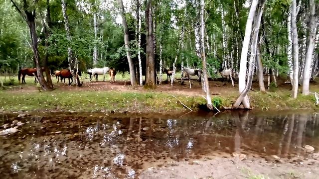 Как алтайцы объезжают лошадей? Катунский заповедник на лошадях. Скачки на диких лошадях. смотреть онлайн