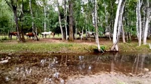 Как алтайцы объезжают лошадей? Катунский заповедник на лошадях. Скачки на диких лошадях.